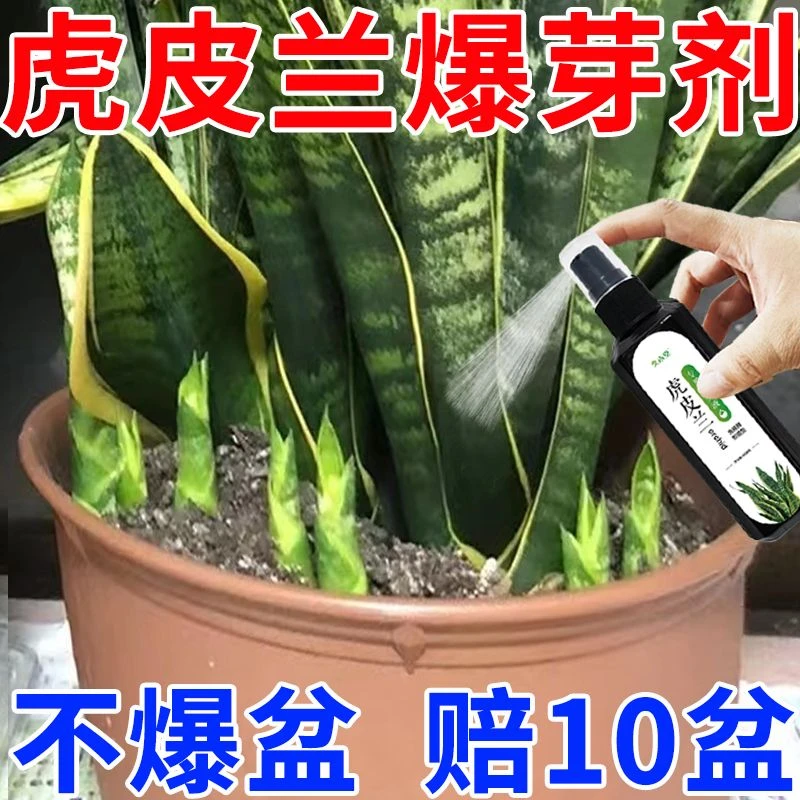 【发芽猛】虎皮兰专用肥料营养液增肥治黄叶烂根促生长通用液体肥