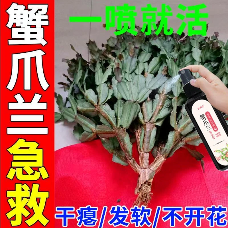 【好用】蟹爪兰专用营养液急救黄叶烂根发软不开花免稀释液体花肥