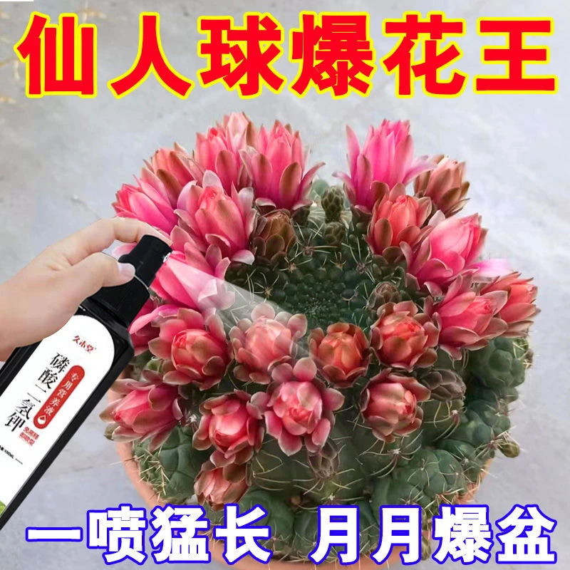 【开爆盆】仙人球营养液专用肥仙人掌干瘪软塌促生根盆栽新型肥料