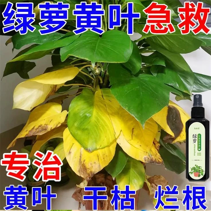 【拯救黄叶】绿萝营养液急救黄叶烂根枯萎免稀释状根有机液体花肥