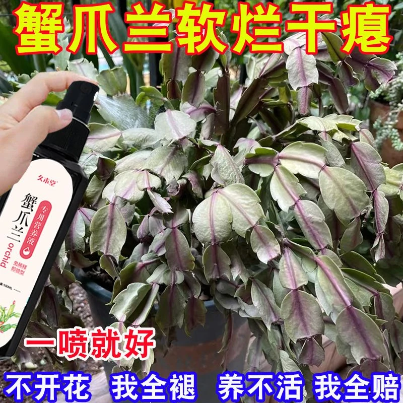 【专业】蟹爪兰生长营养液专用肥催花叶片干瘪软烂蟹爪兰急救叶面肥