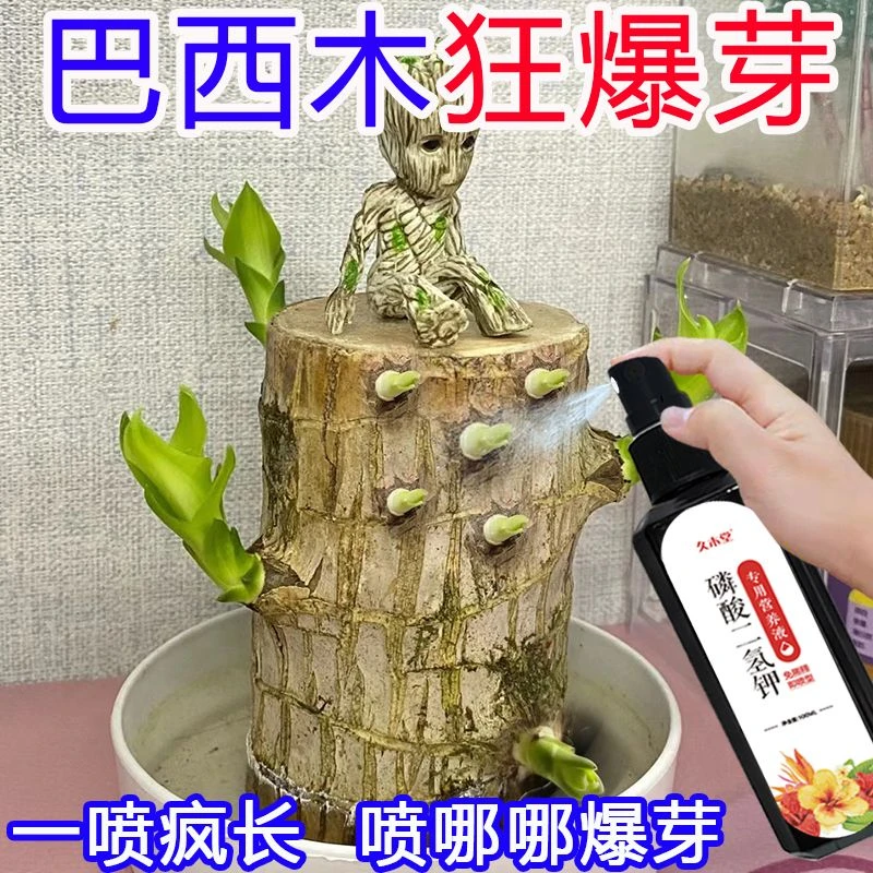 巴西木营养液幸运木水培促爆芽生根防底部发霉黄叶巴西木专用肥料