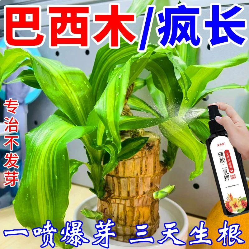 【当天爆芽】巴西木营养液补微量元素专治发芽生根难促生长不霉根