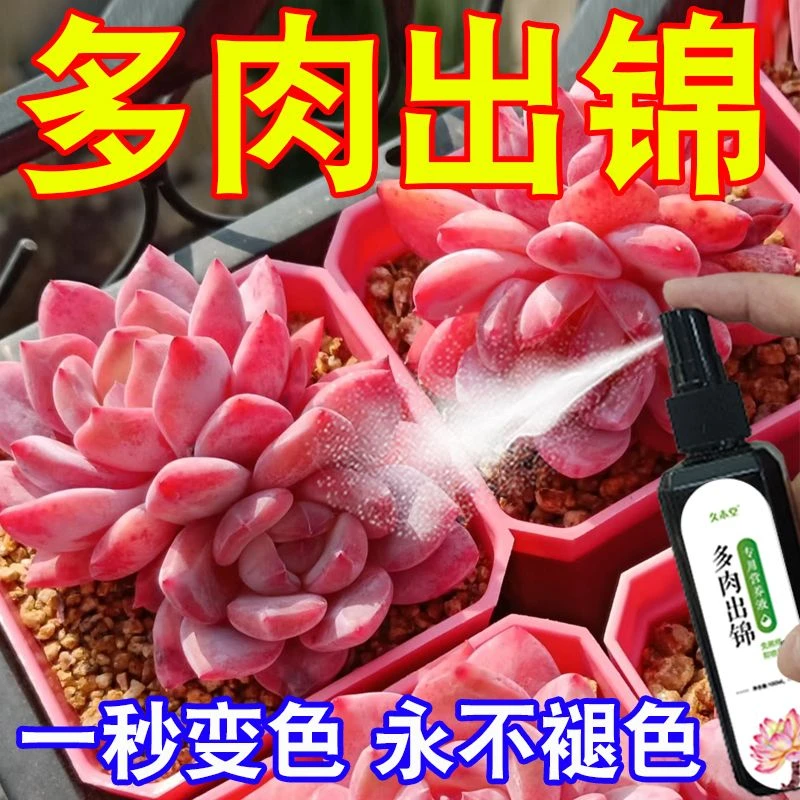 【秒变色】多肉出锦变色增色变红营养液持久护色变红免稀释锦宝素