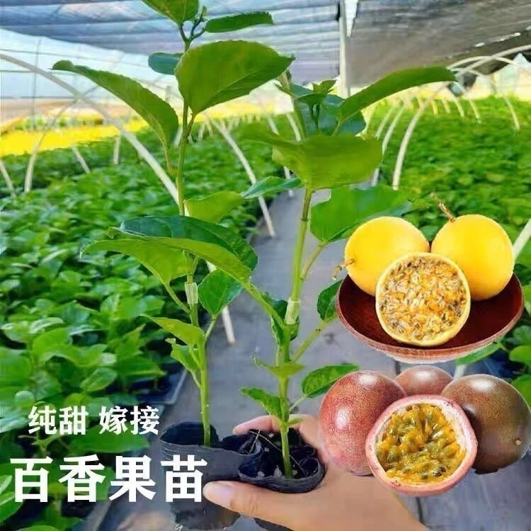 新品种正宗纯甜九号百香果苗嫁接苗黄金百香果苗当年结果盆栽大果