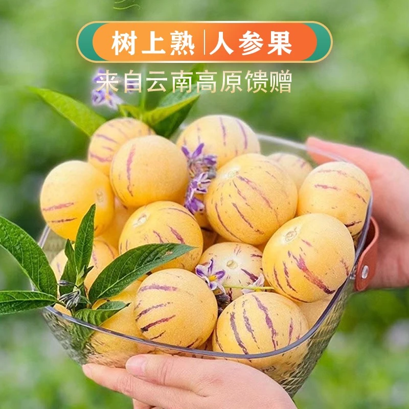 只发黄果云南石林人参果树上熟圆果爆汁水分很足甜度12+全熟包邮
