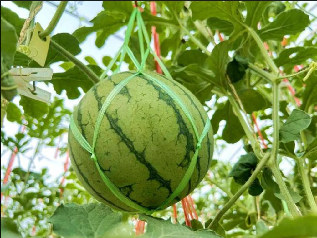 本地小西瓜 吊瓜一个