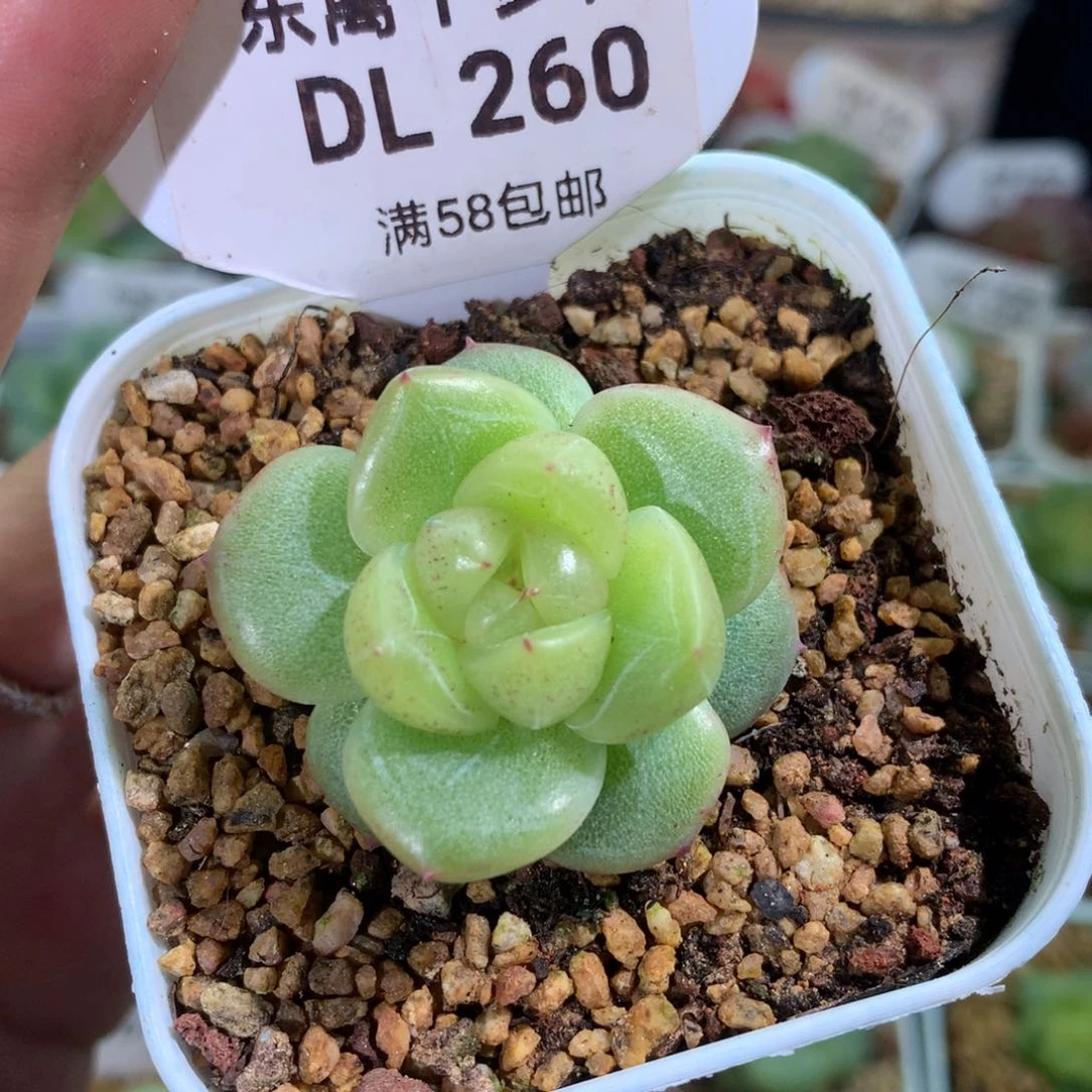 260天青雨东篱下多肉植物