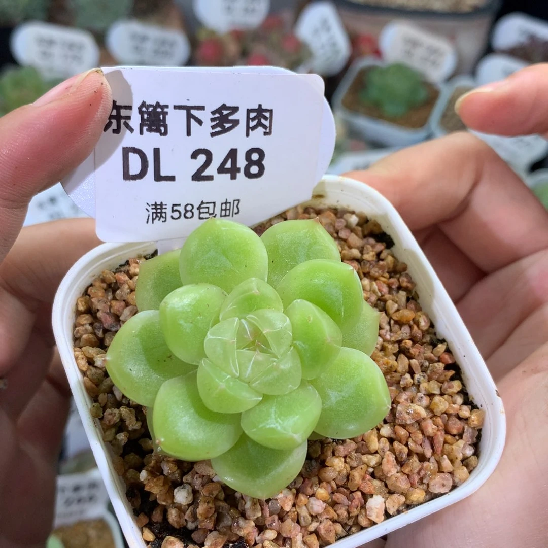 248新钻东篱下多肉植物