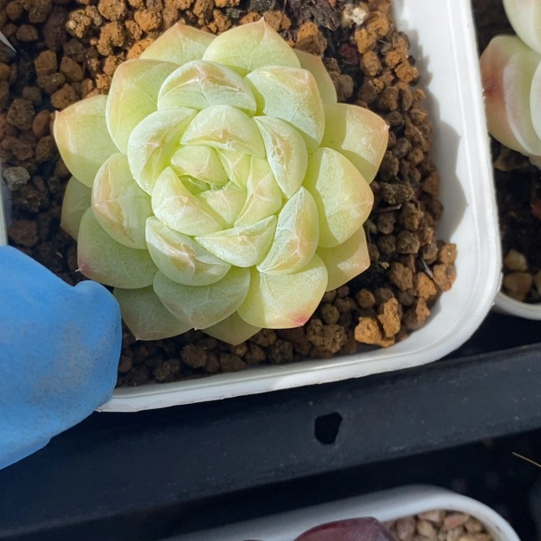 136东篱下多肉植物盆栽