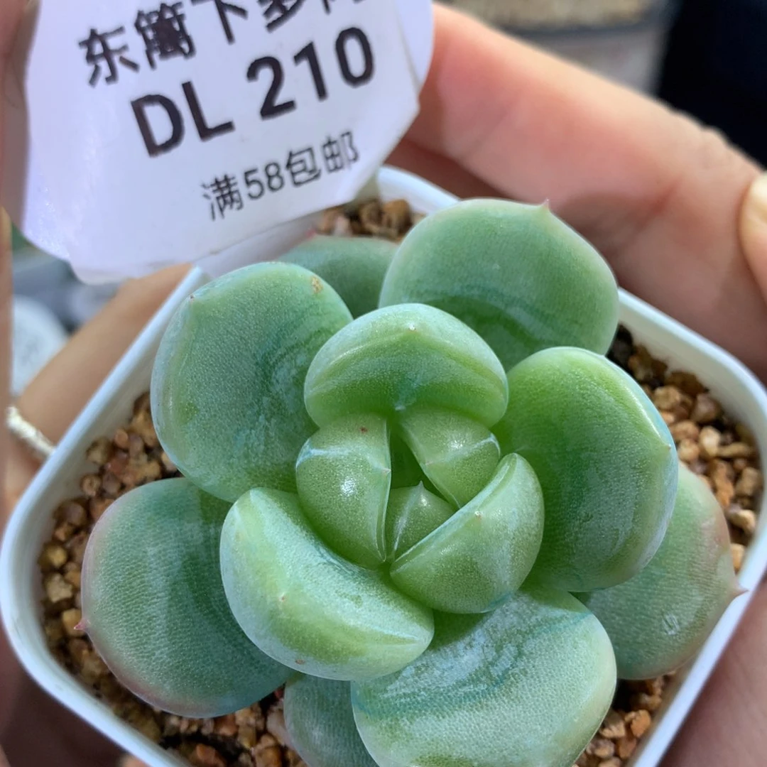 210元气森林东篱下多肉植物