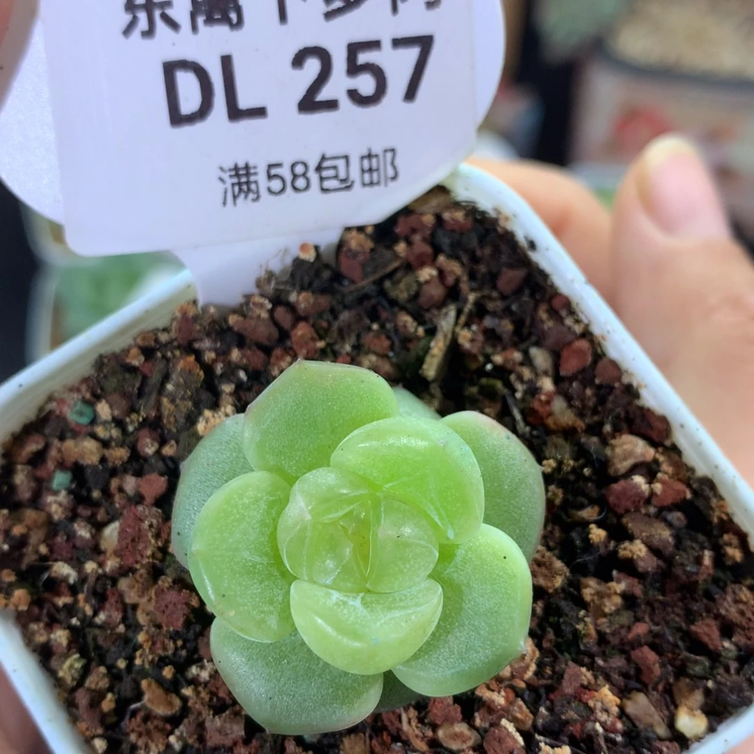 257新个体东篱下多肉植物