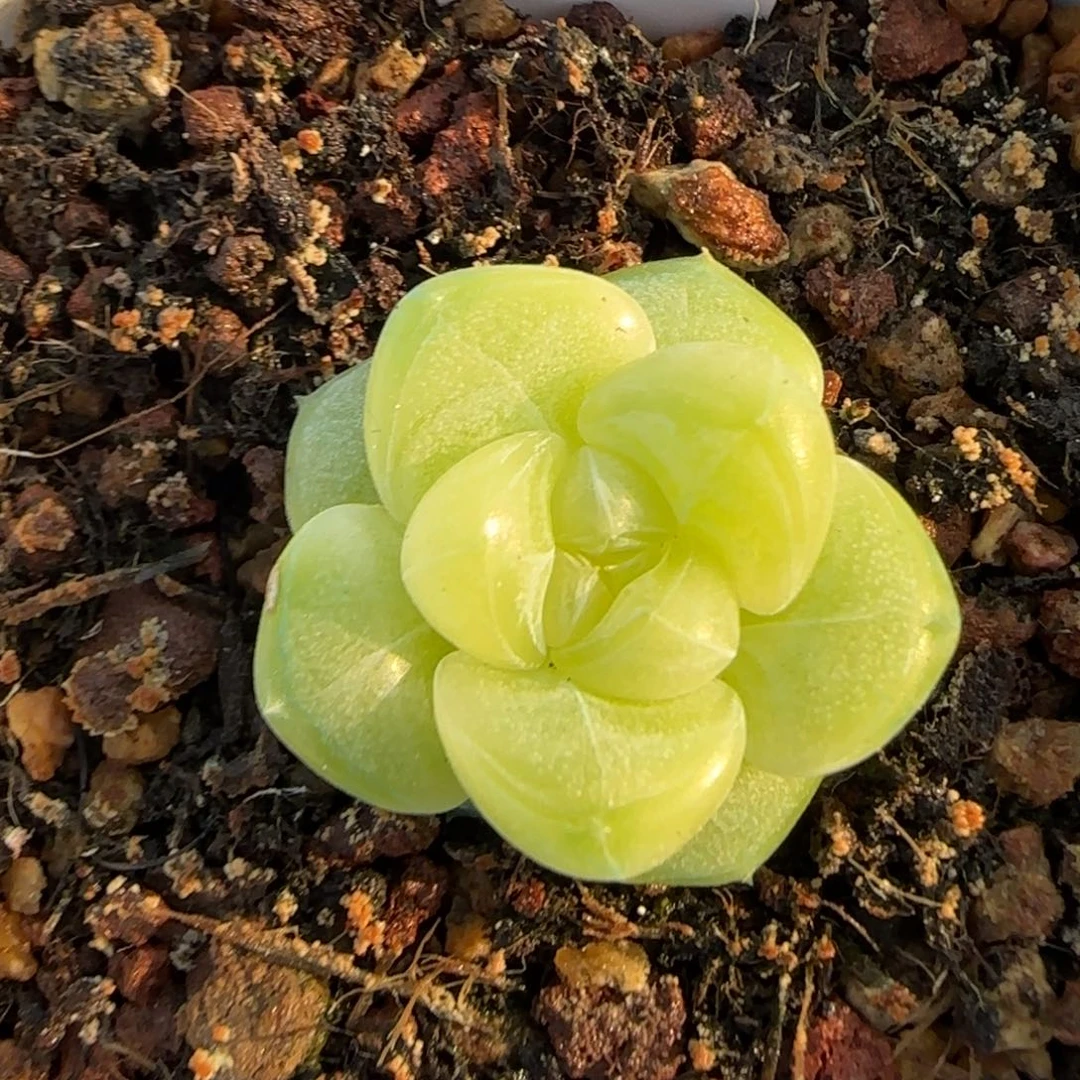 363东篱下多肉新个体