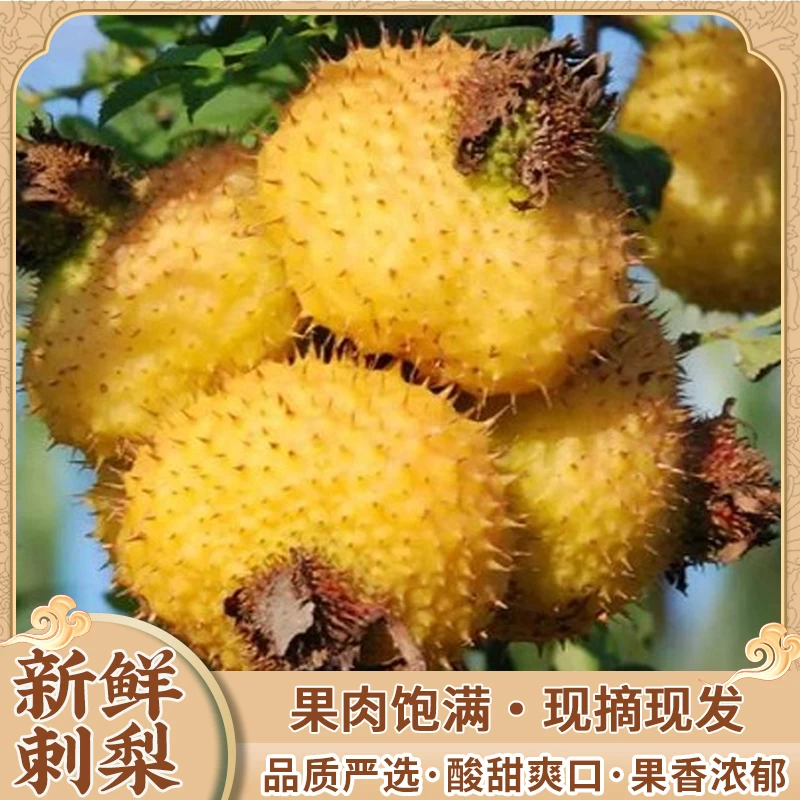 贵州黔南龙里刺梨之乡新鲜刺梨果肉饱满现摘现发包邮到家