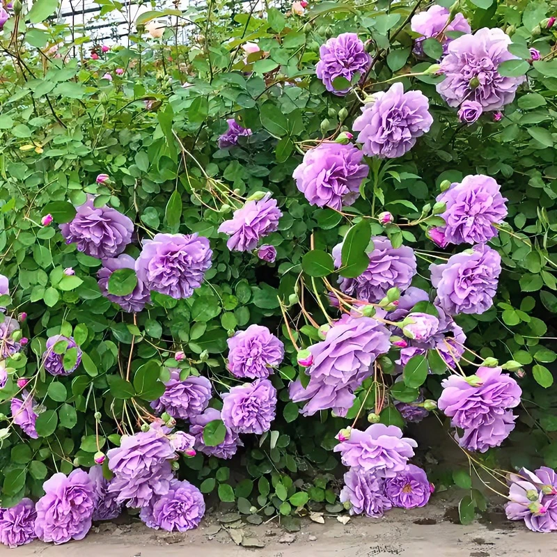 抢购链接月季（蔓韵花卉）阳台花园庭院四季植物花卉盆栽蓝色夏季