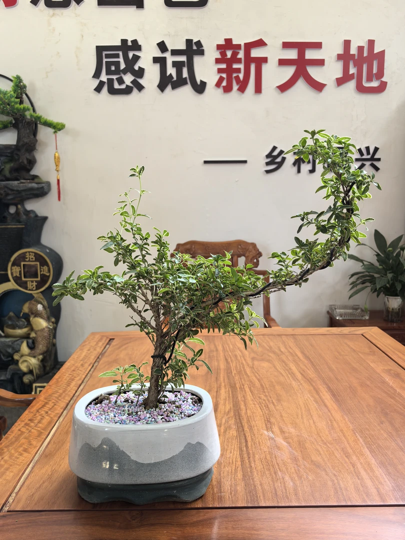 日喀则市区配送六月雪真盆景悬崖式造型中式茶室阳台绿植花卉盆栽