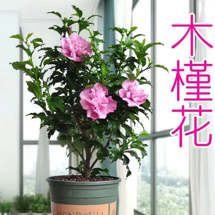 木槿花苗特价多年生庭院阳台四季花卉耐热耐寒新手盆栽植物绿化