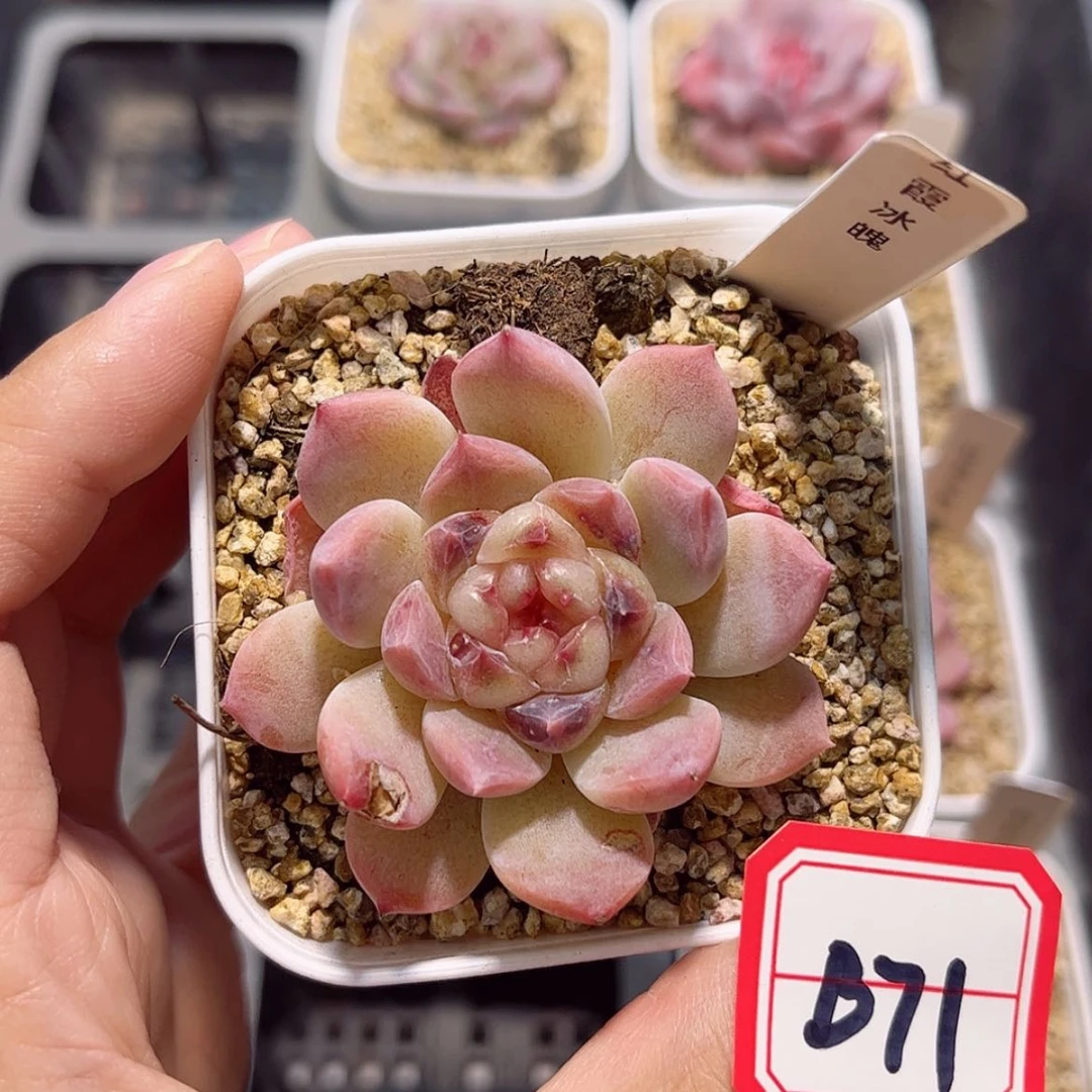 【闪购商品】B71 c