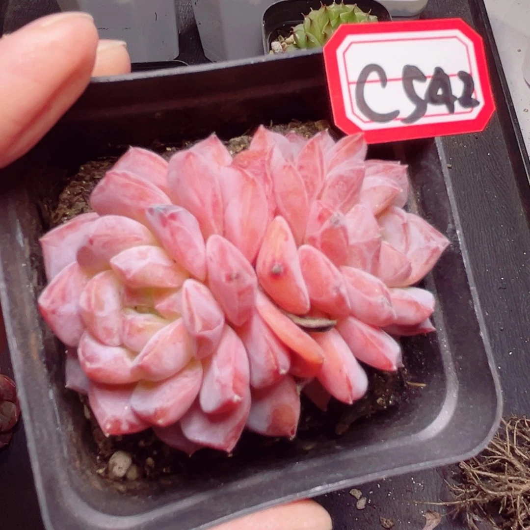 C542 一物一拍 精控冰魄