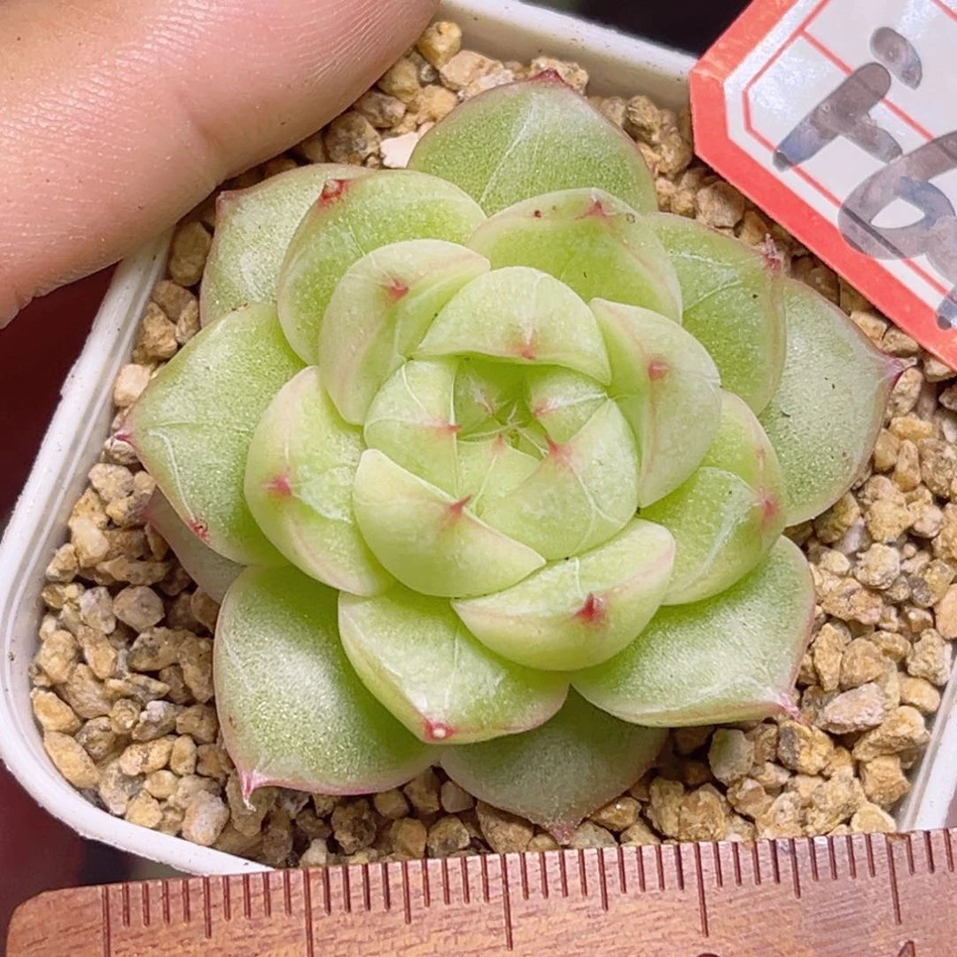 F641 一物一拍。珍妮