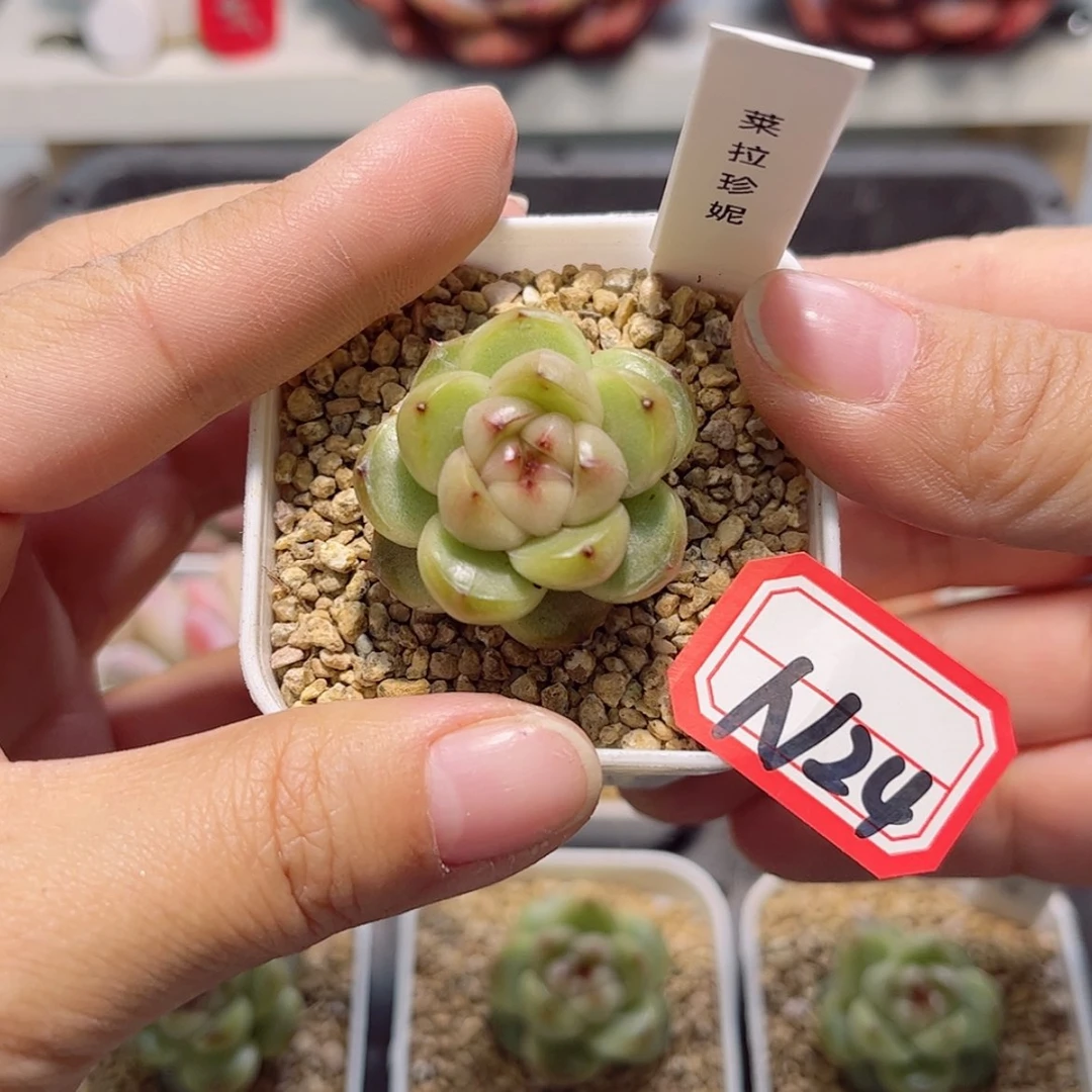 【闪购商品】…*.N24