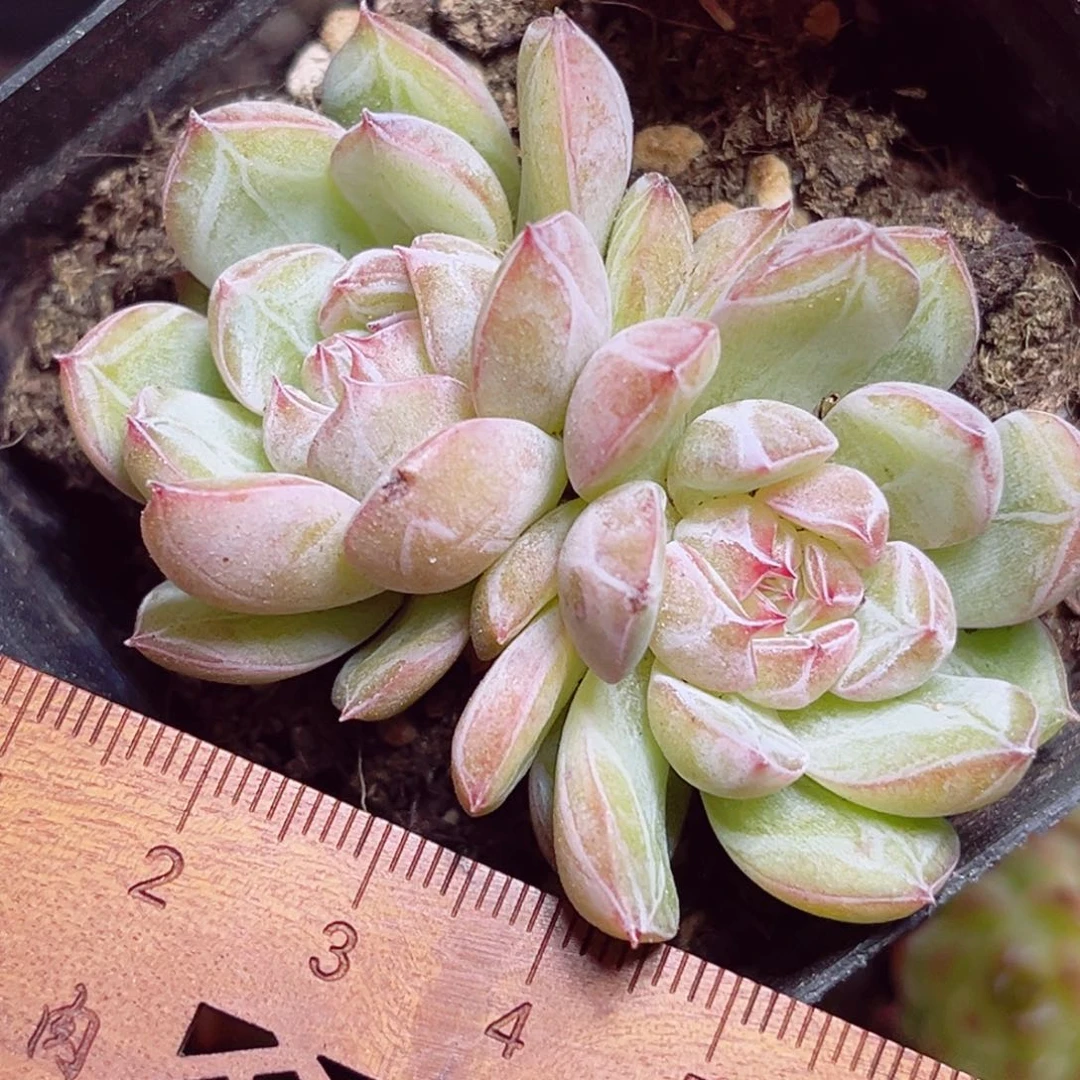 C770 一物一拍 雪花珍妮