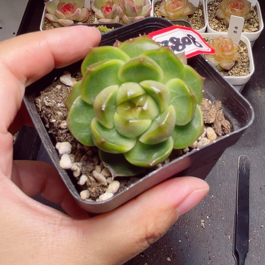 B808 一物一拍 皮埃拉