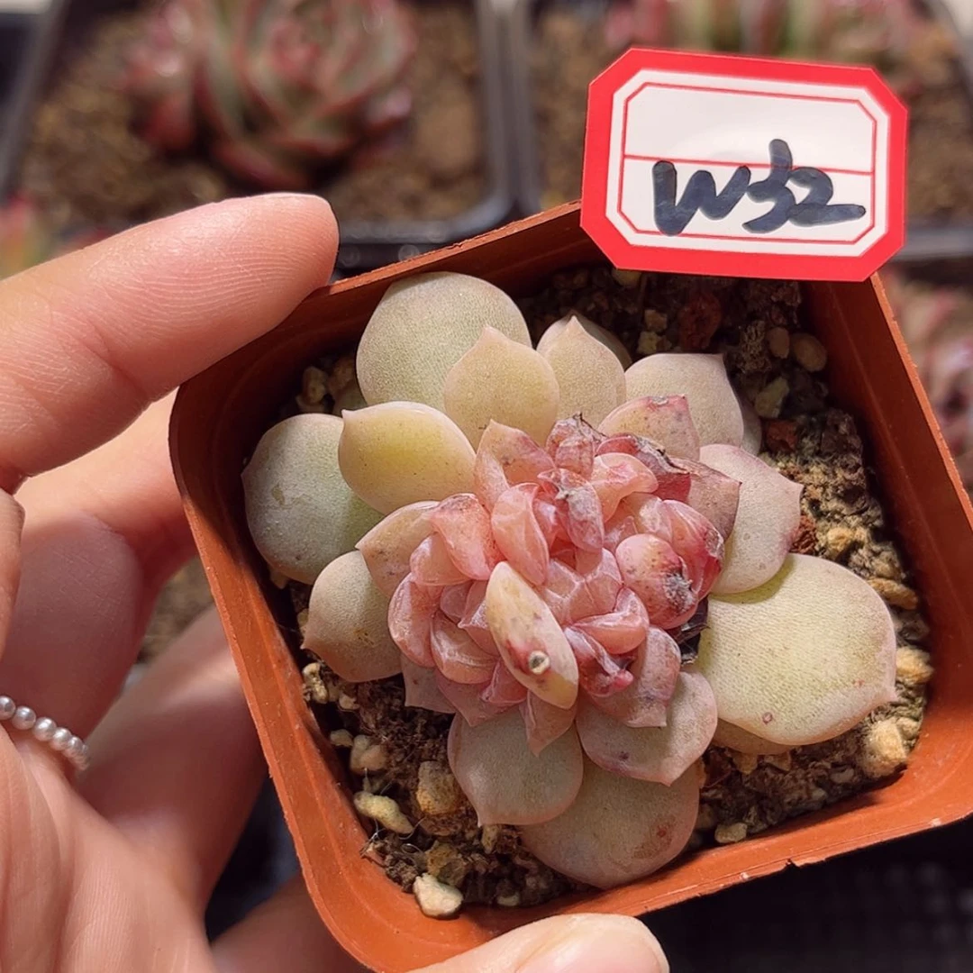 【闪购商品】炫**乔W32