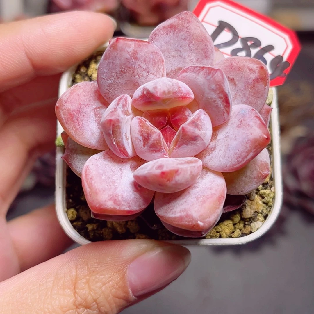 D864一物一拍 石榴