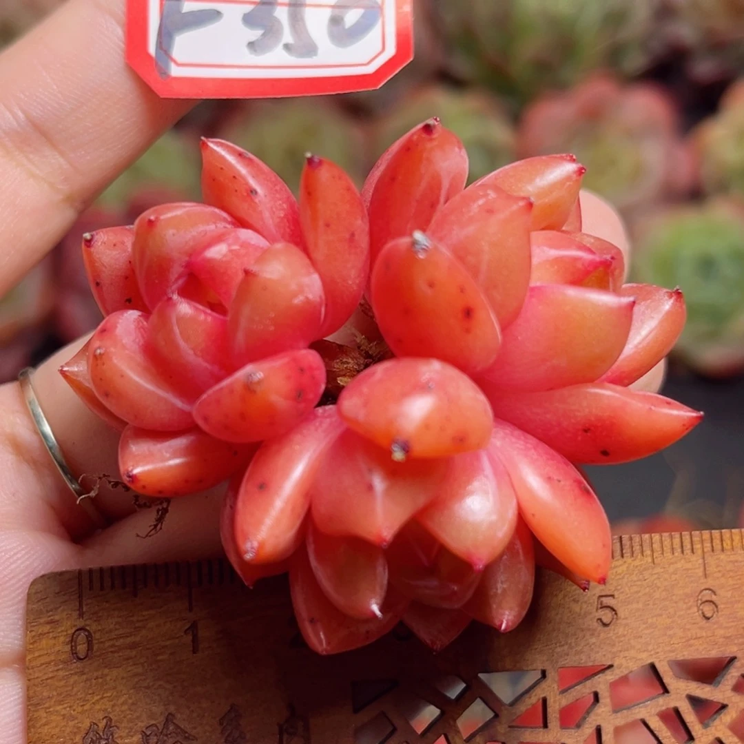 F350 一物一拍 炎龙