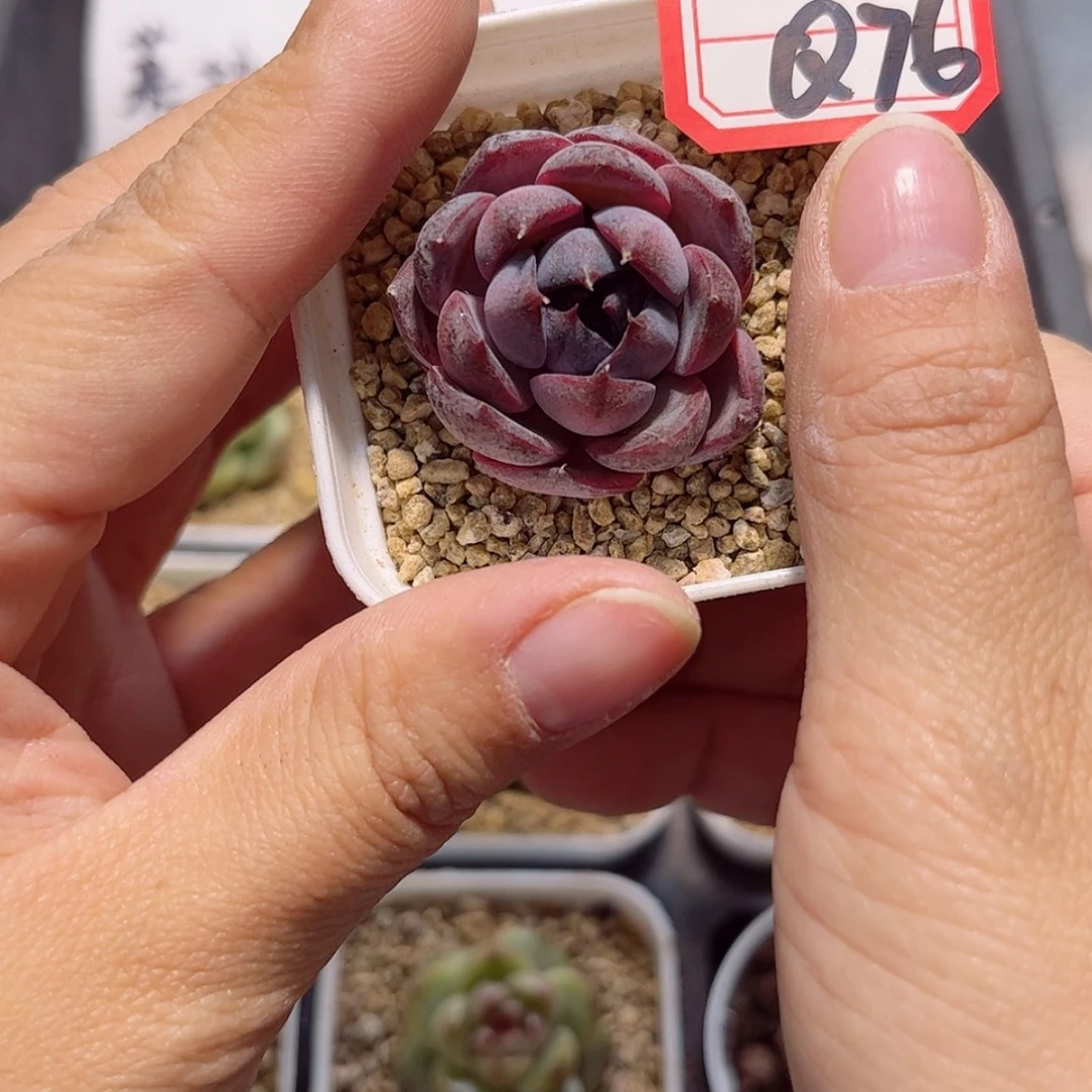 【闪购商品】(****σQ76