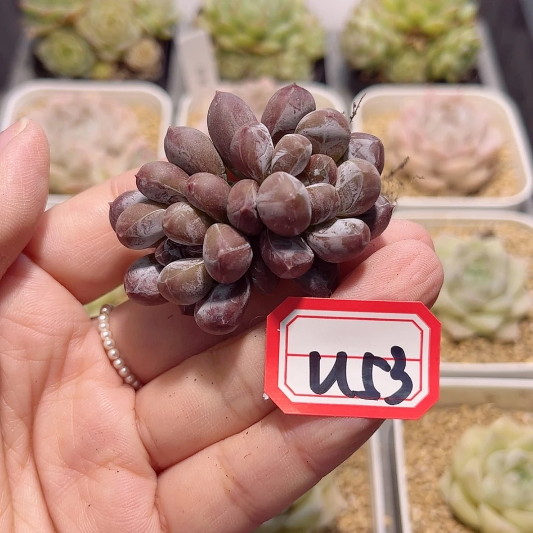 【闪购商品】?**斯U53