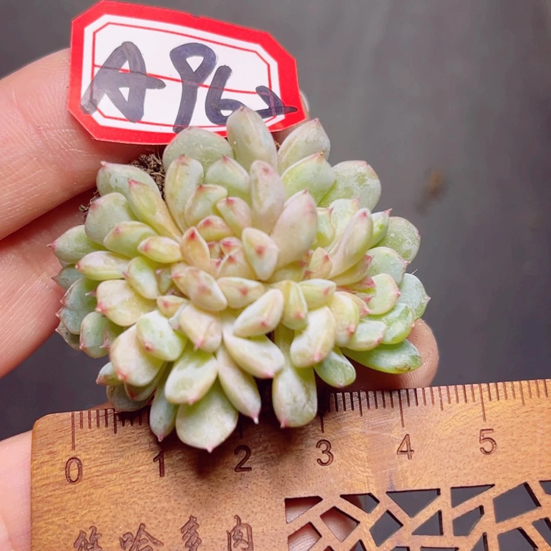 A962一物一拍 哈尼朵朵缀