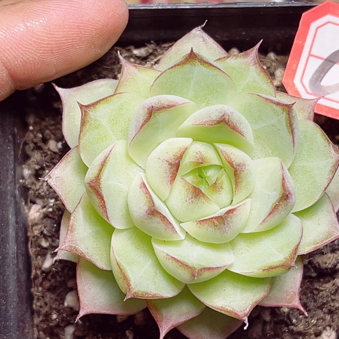 C380 一物一拍 白礼