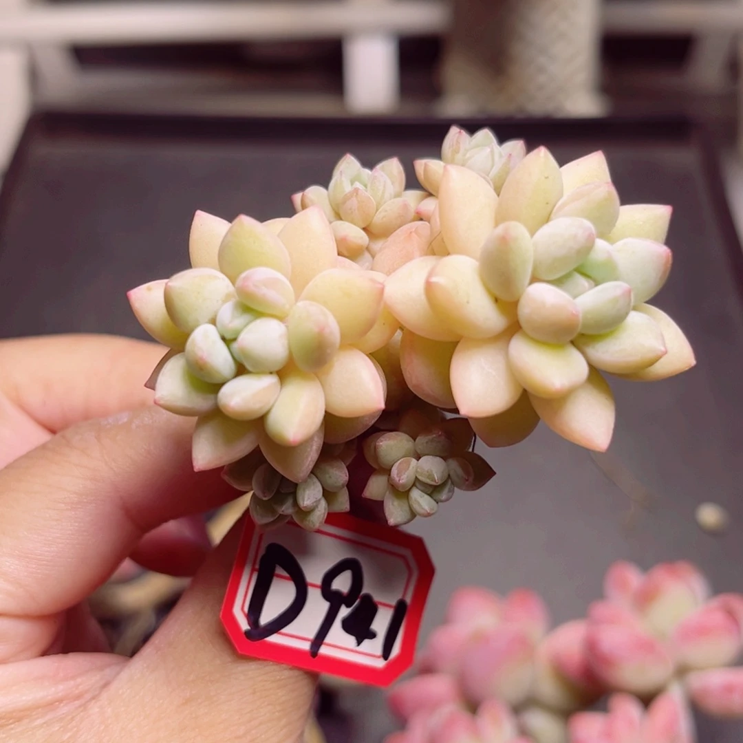 D941 一物一拍 珍珠奶