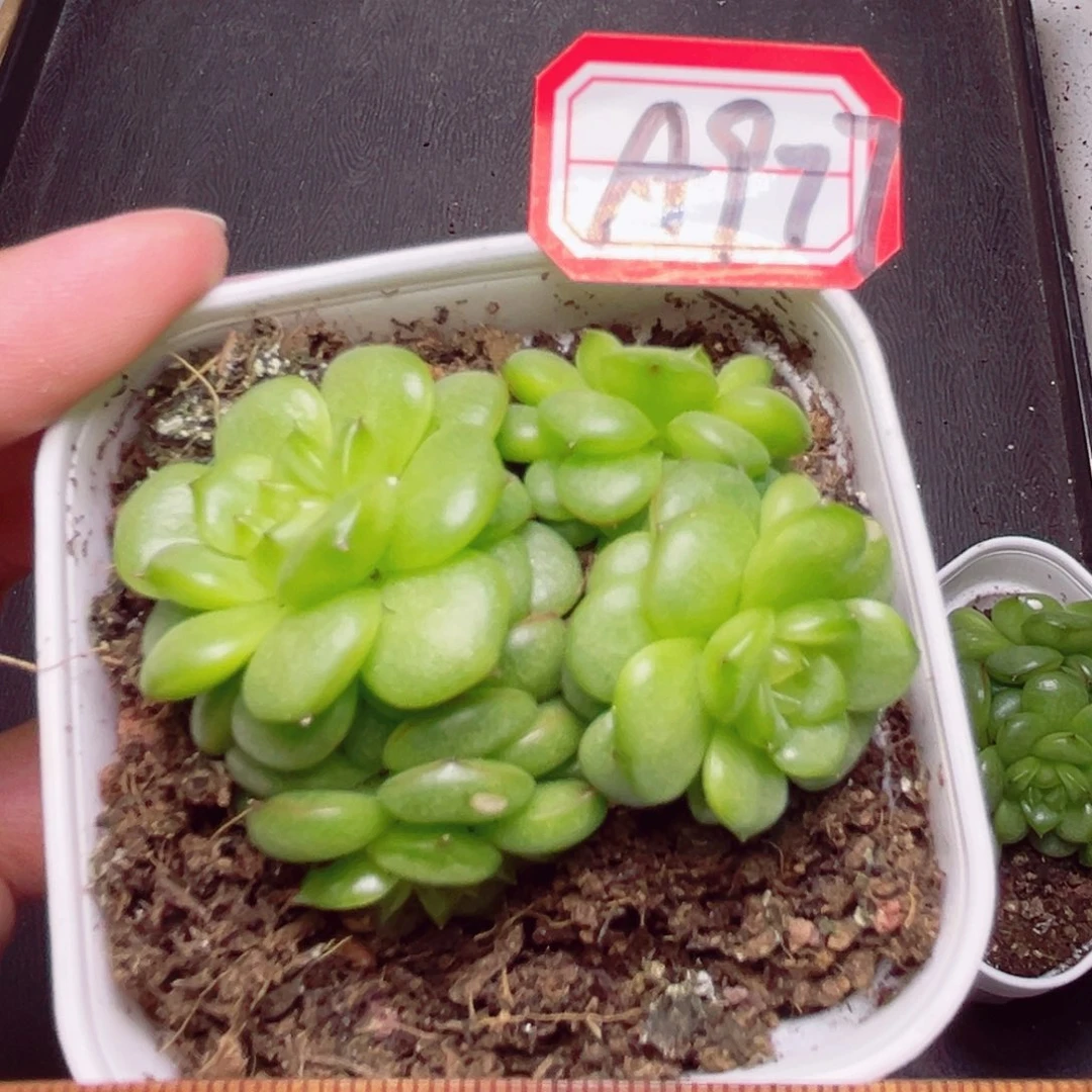 A977 一物一拍 灯泡珍妮