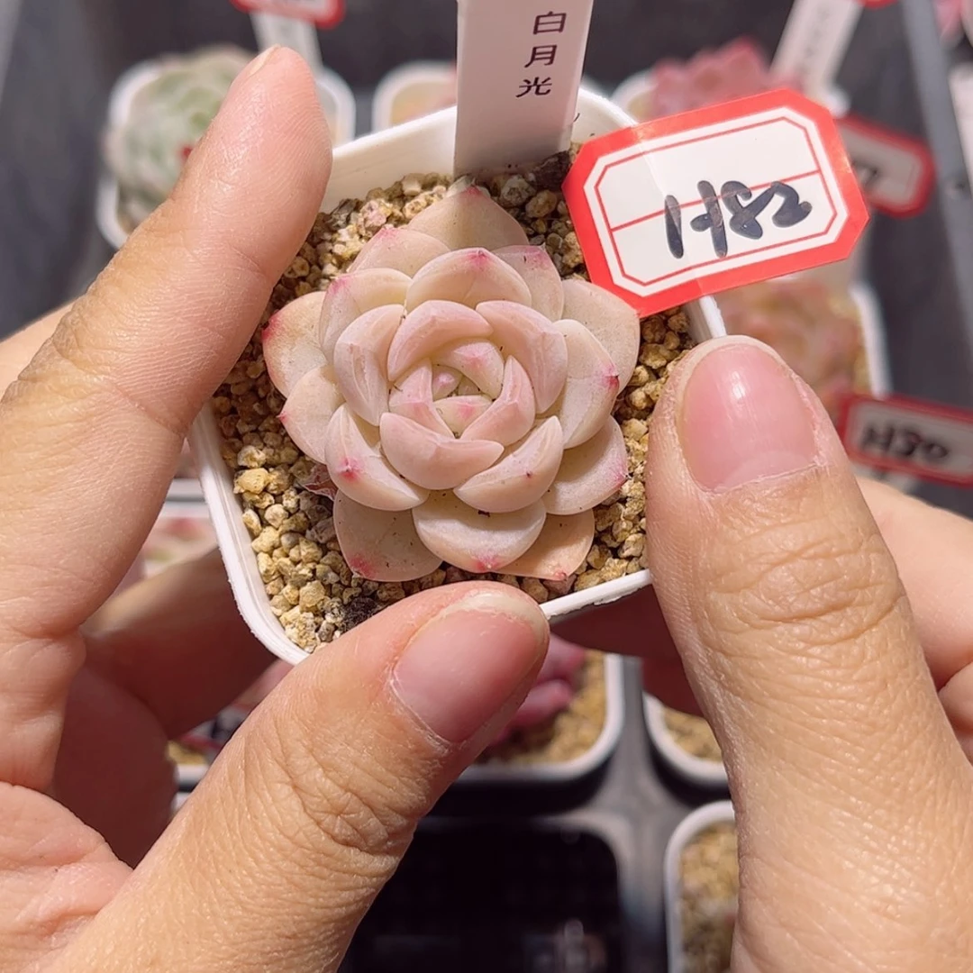 【闪购商品】H82 c c