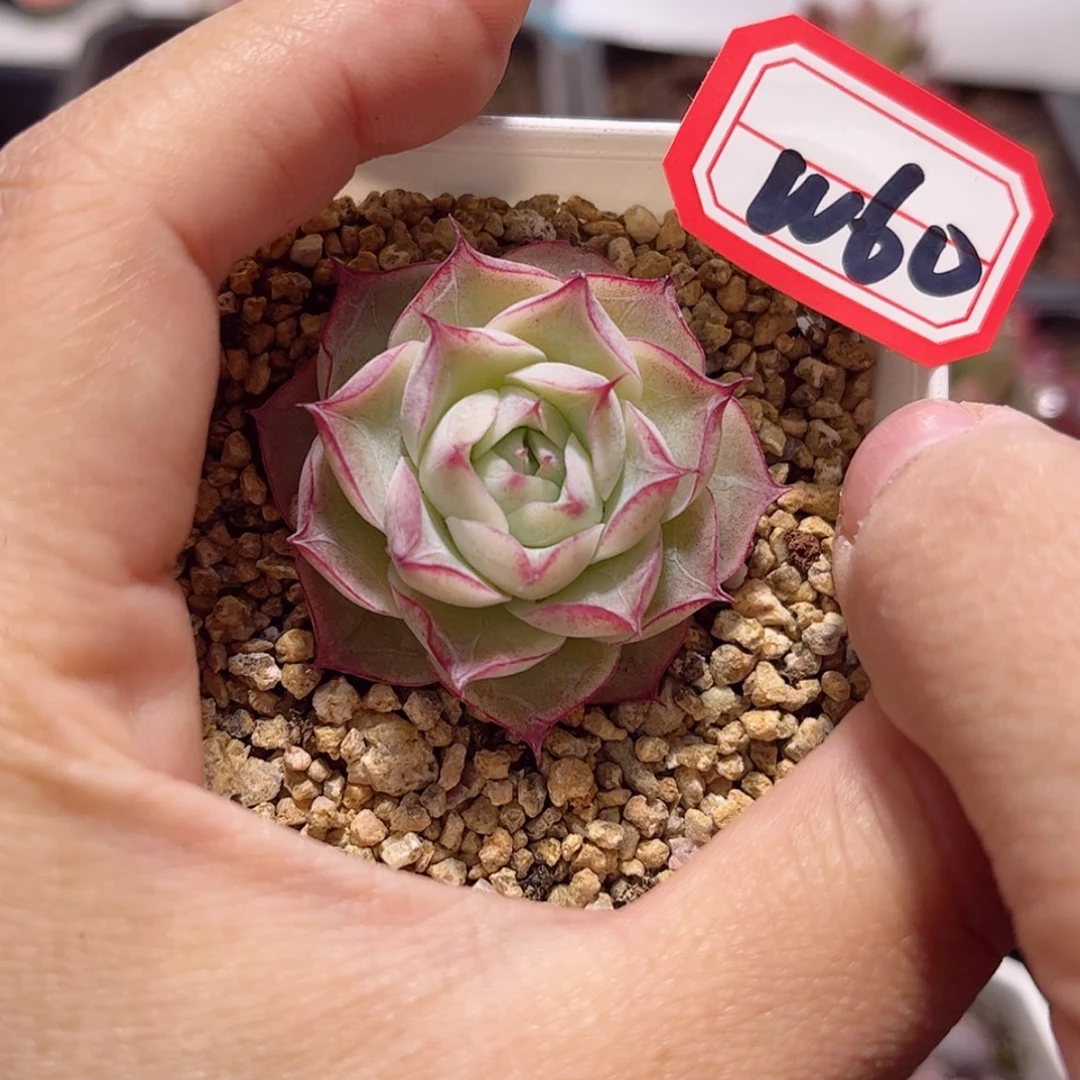 【闪购商品】w60白礼