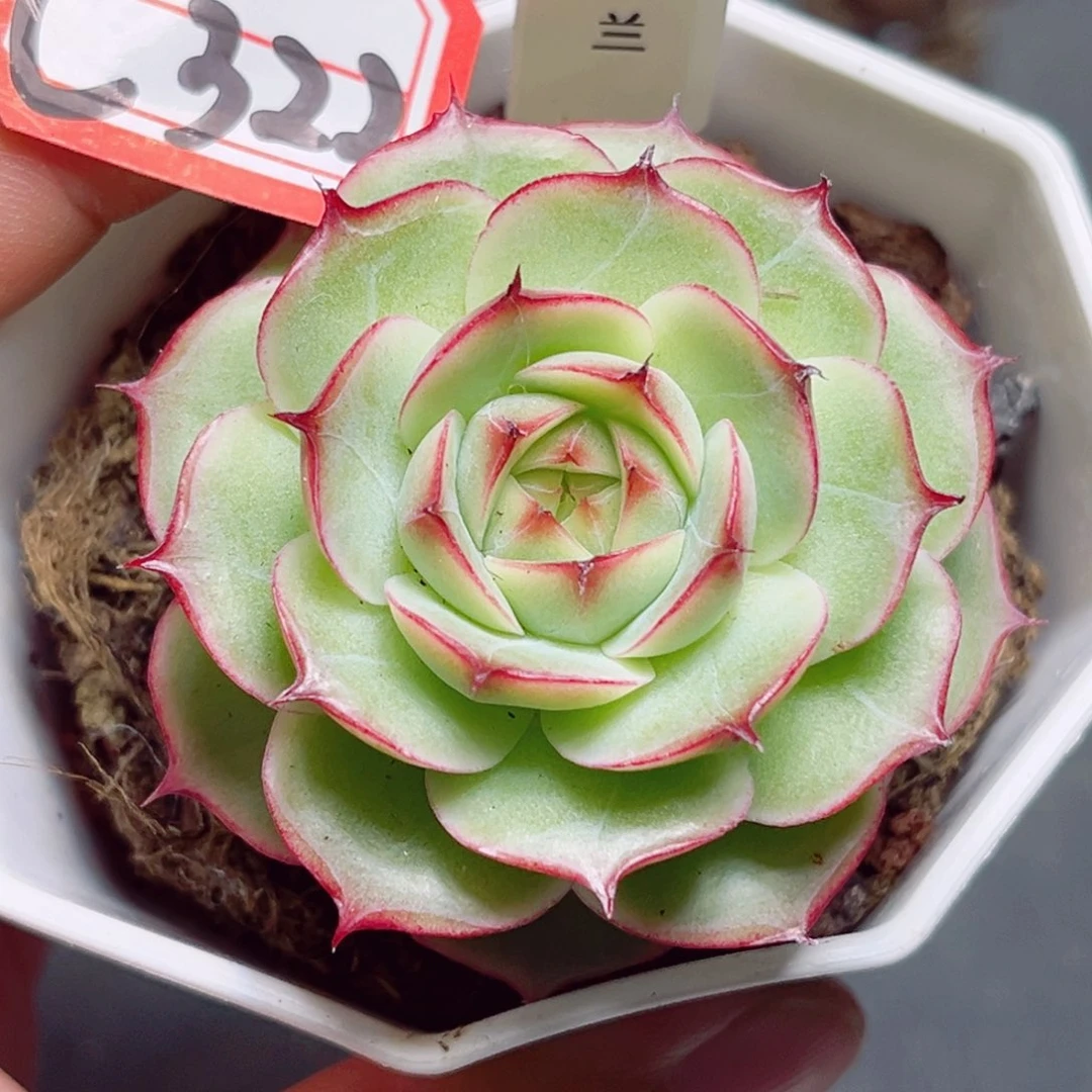 C322 一物一拍 花木兰