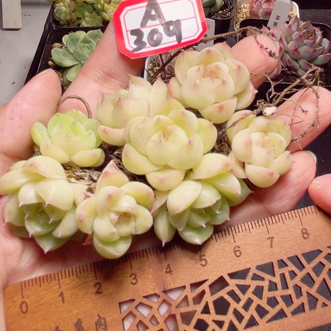 A309 一物一拍 昭君