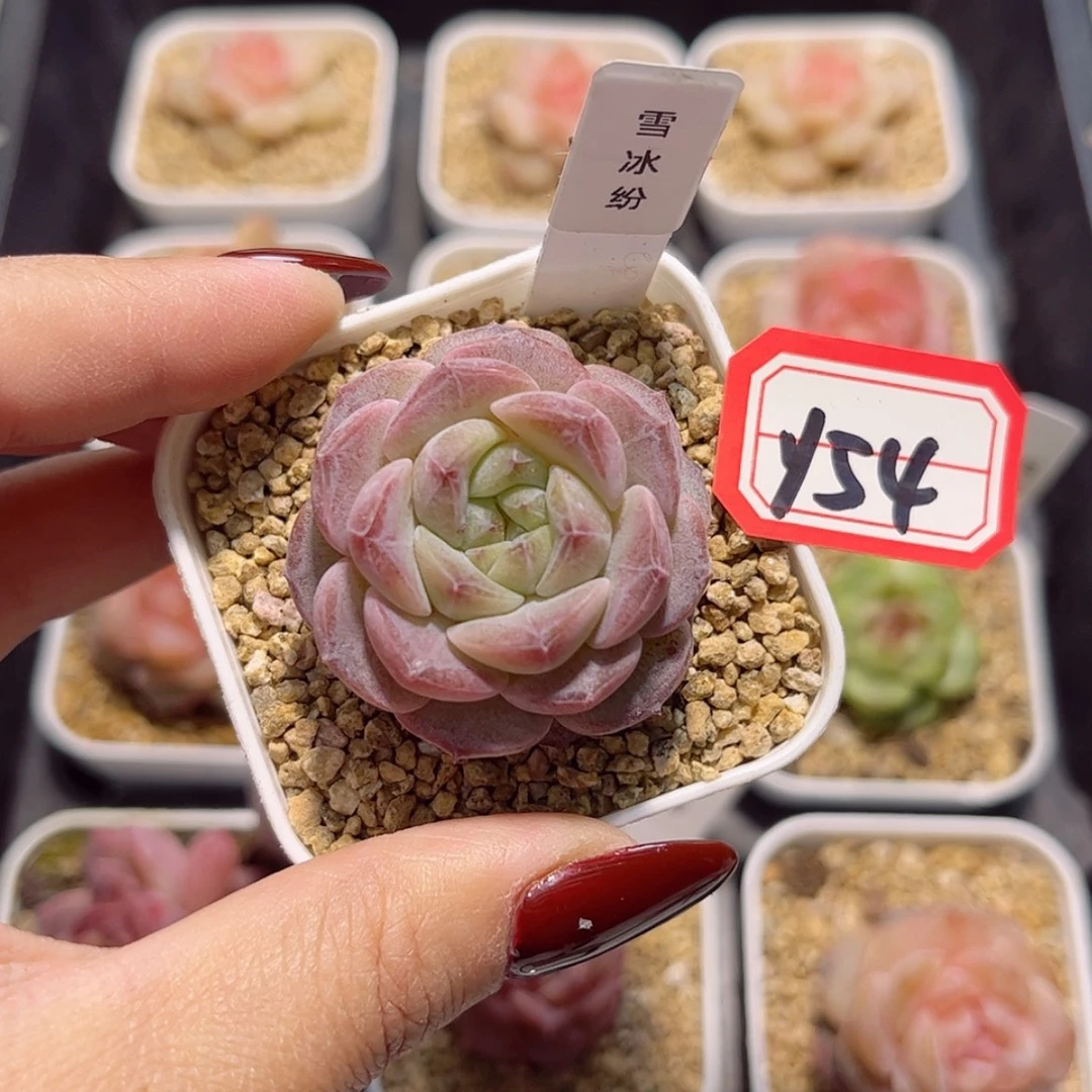 【闪购商品】y54c c