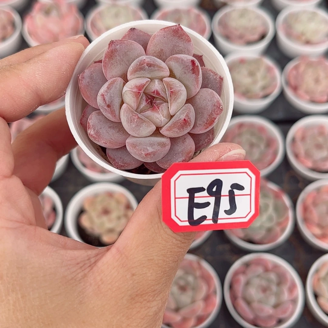 【闪购商品】E95c c