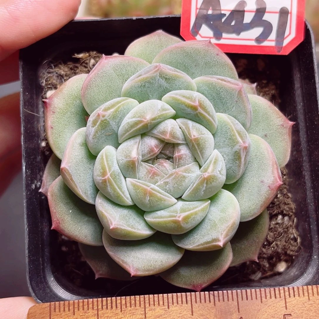 听**?A431 一物一拍 朦胧