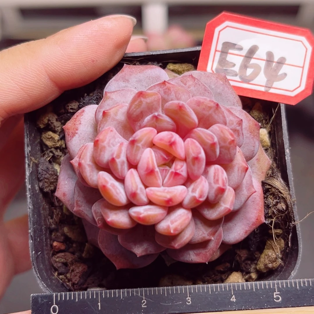 E64 一物一拍 星星橙