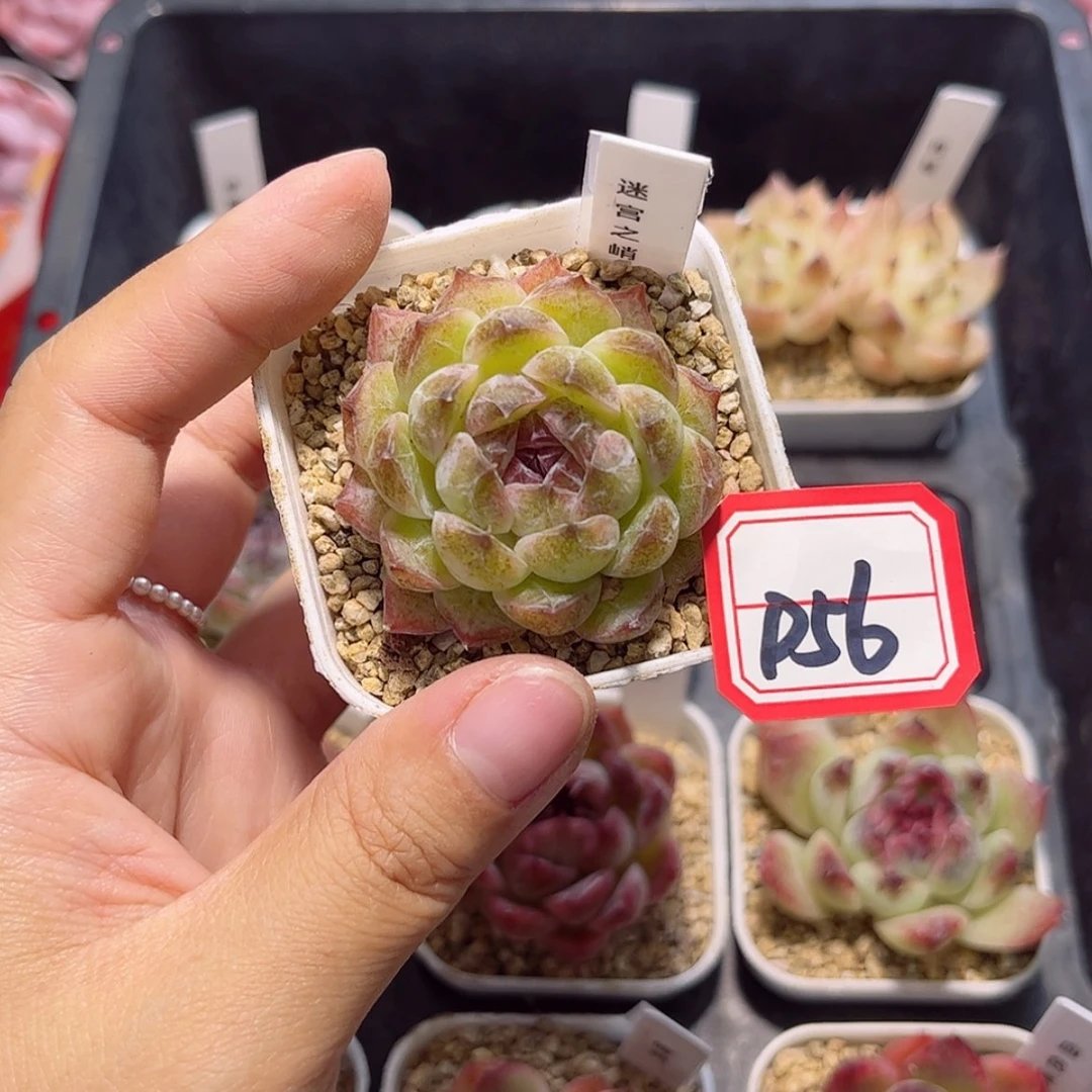 【闪购商品】就***饭D56