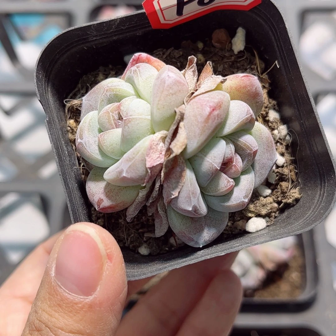 【闪购商品】财****财F85