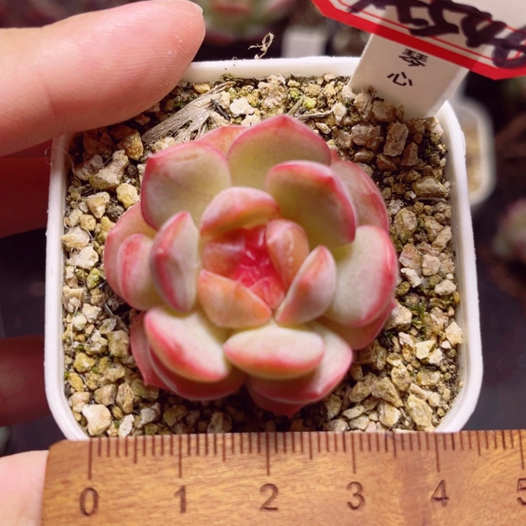 A546 一物一拍 琴心