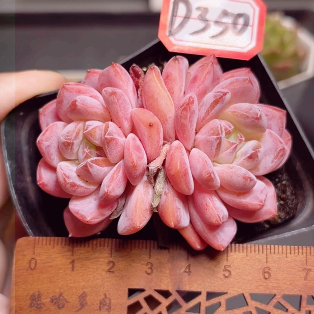 D350 一物一拍 花间酒