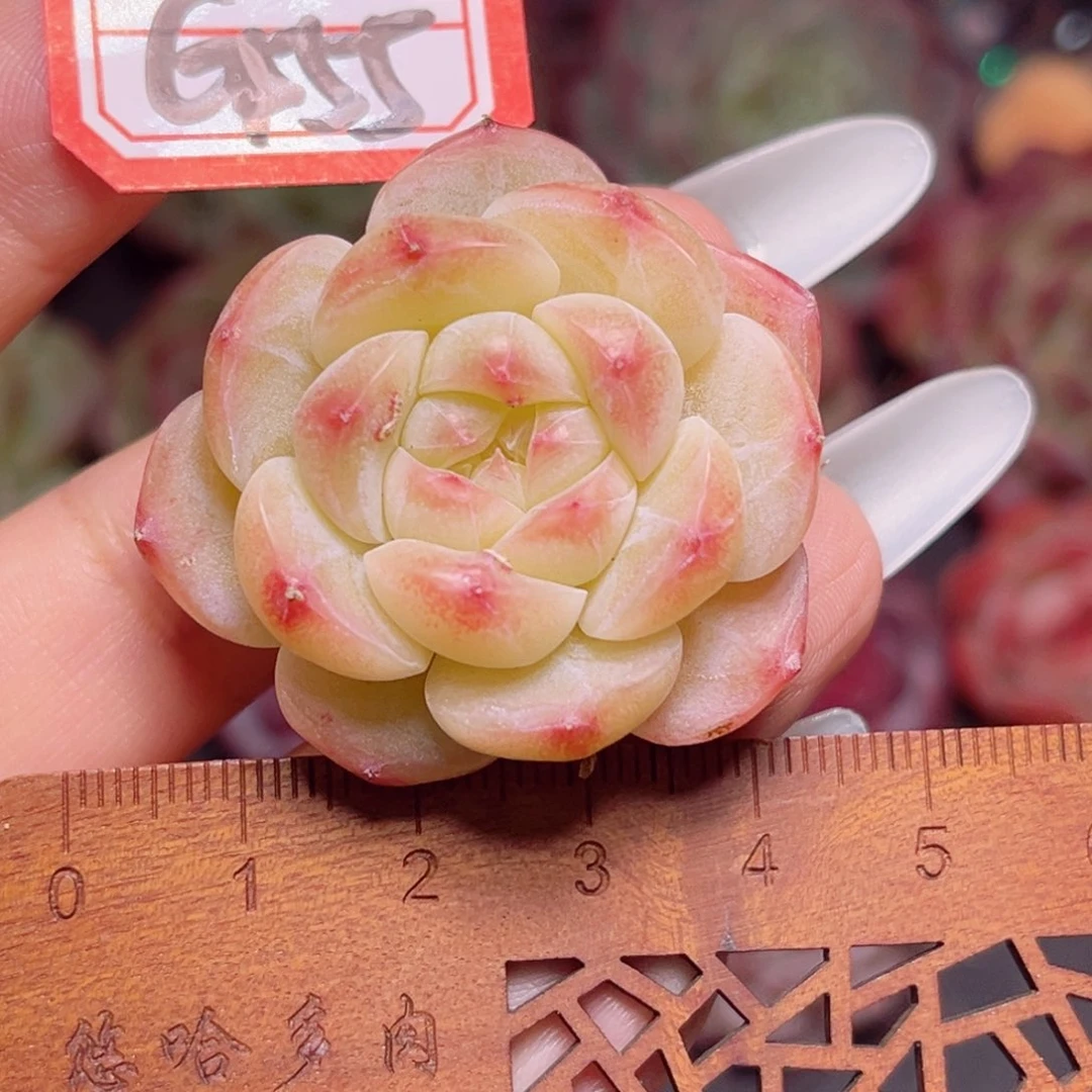 G555 一物一拍 幻梦珍妮