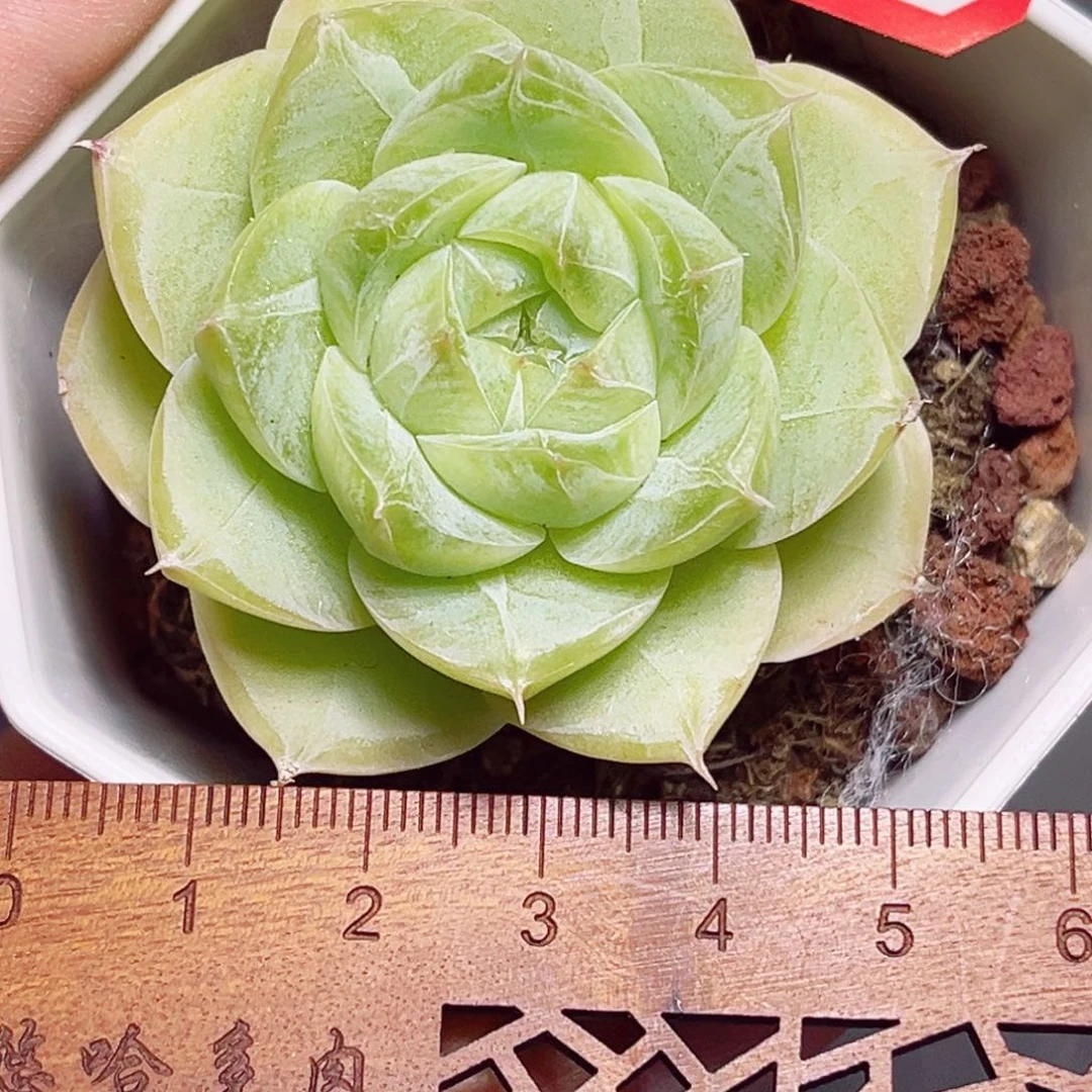 ?****?C10 一物一拍 夏末